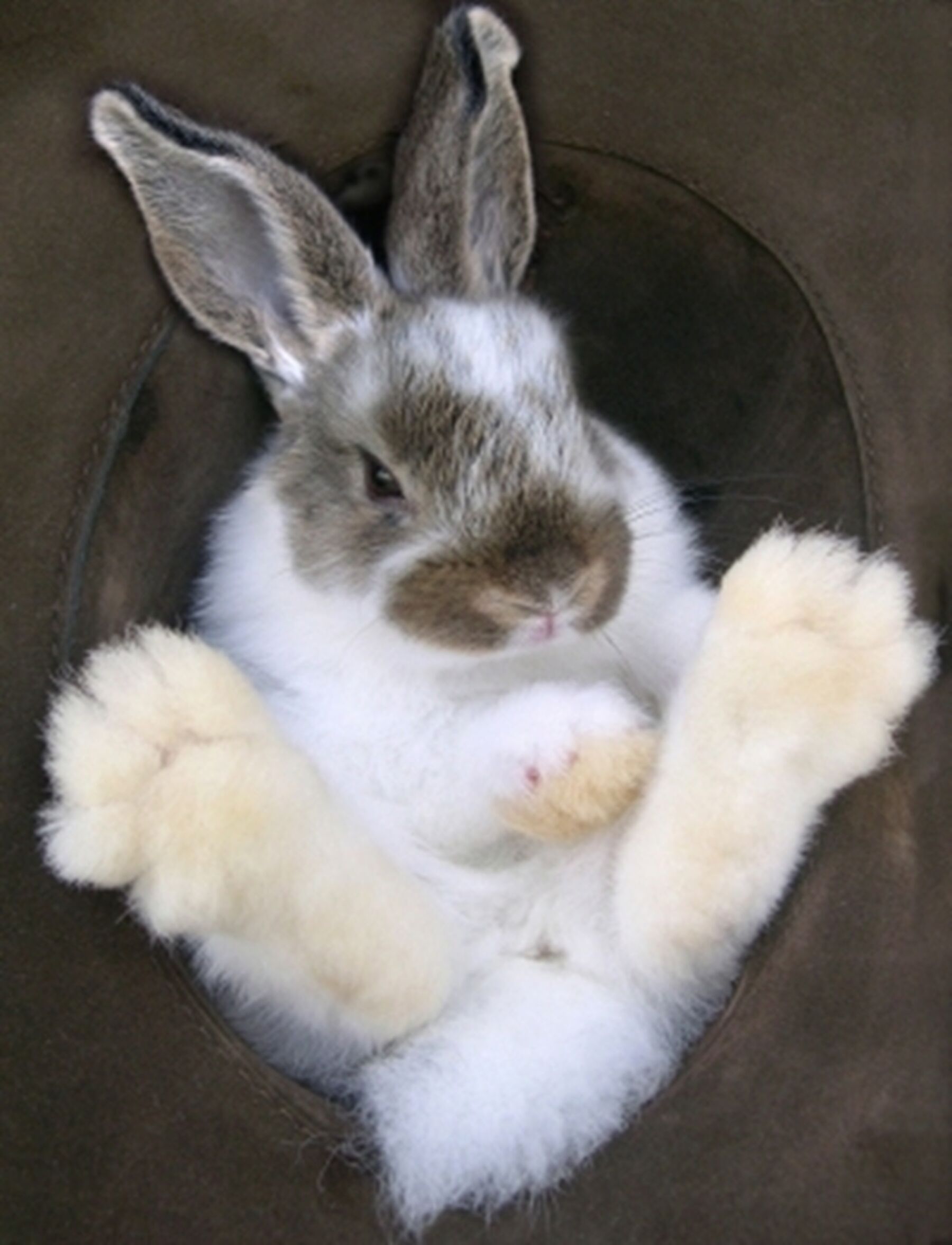 Bunny 1