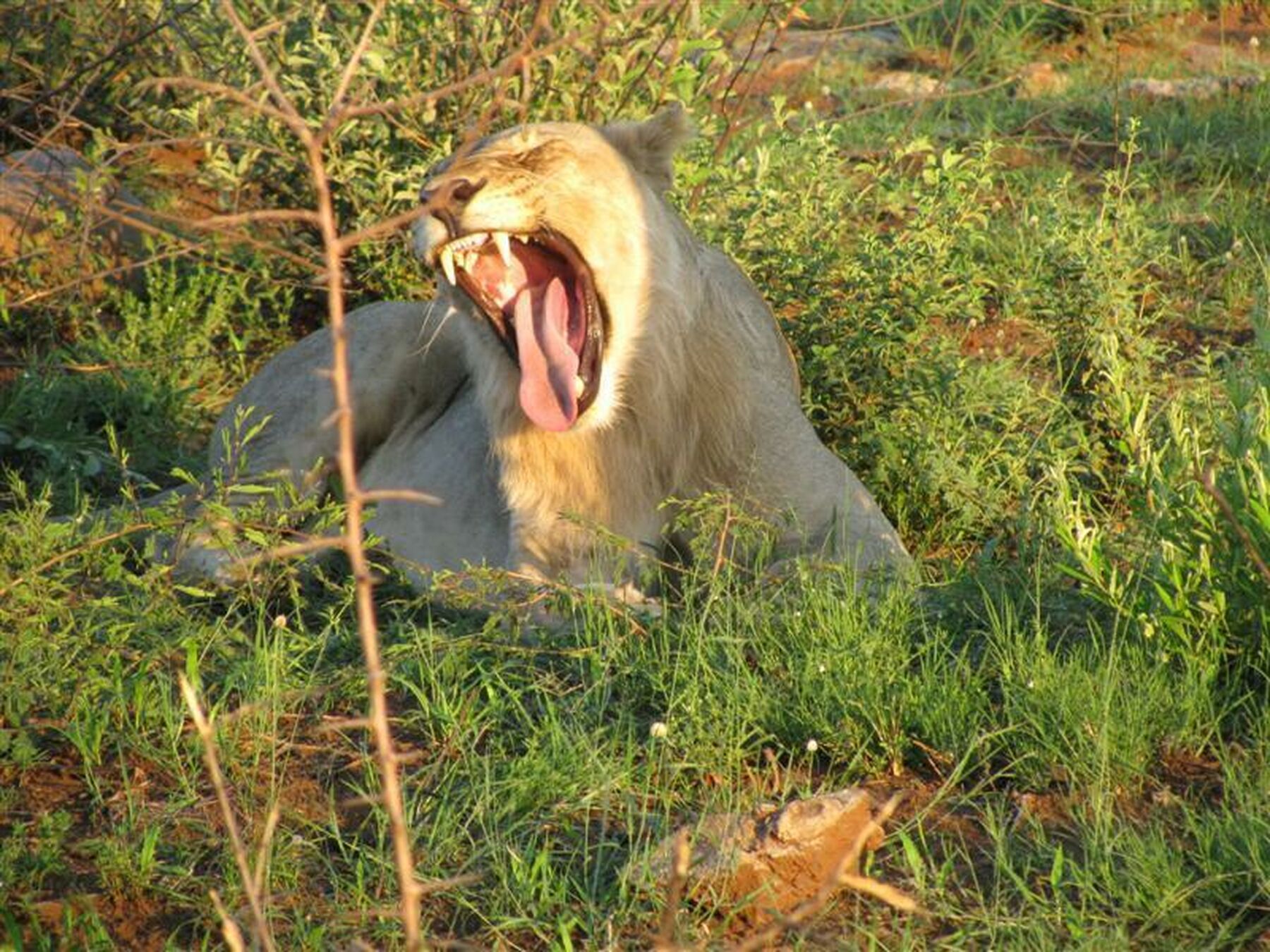 J Lodge Lion Yawning 1