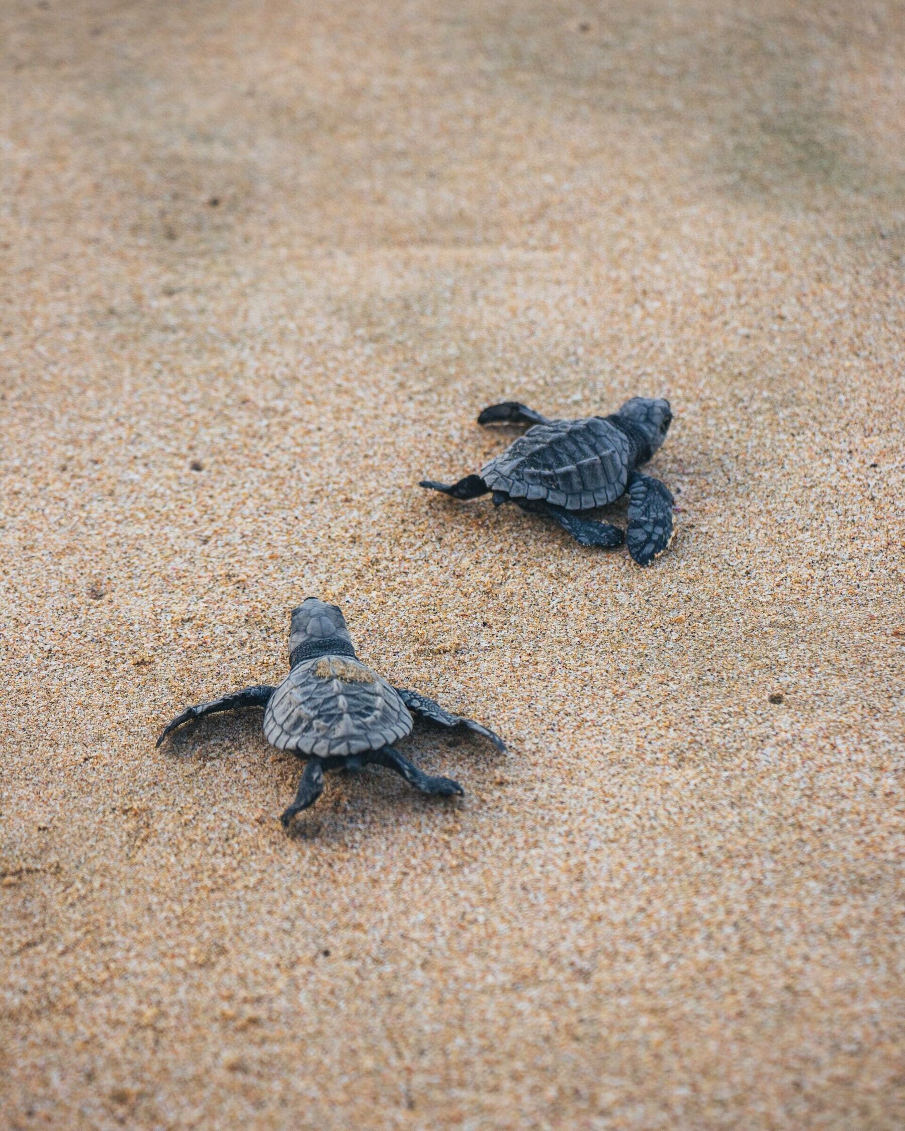turtle hatchlings