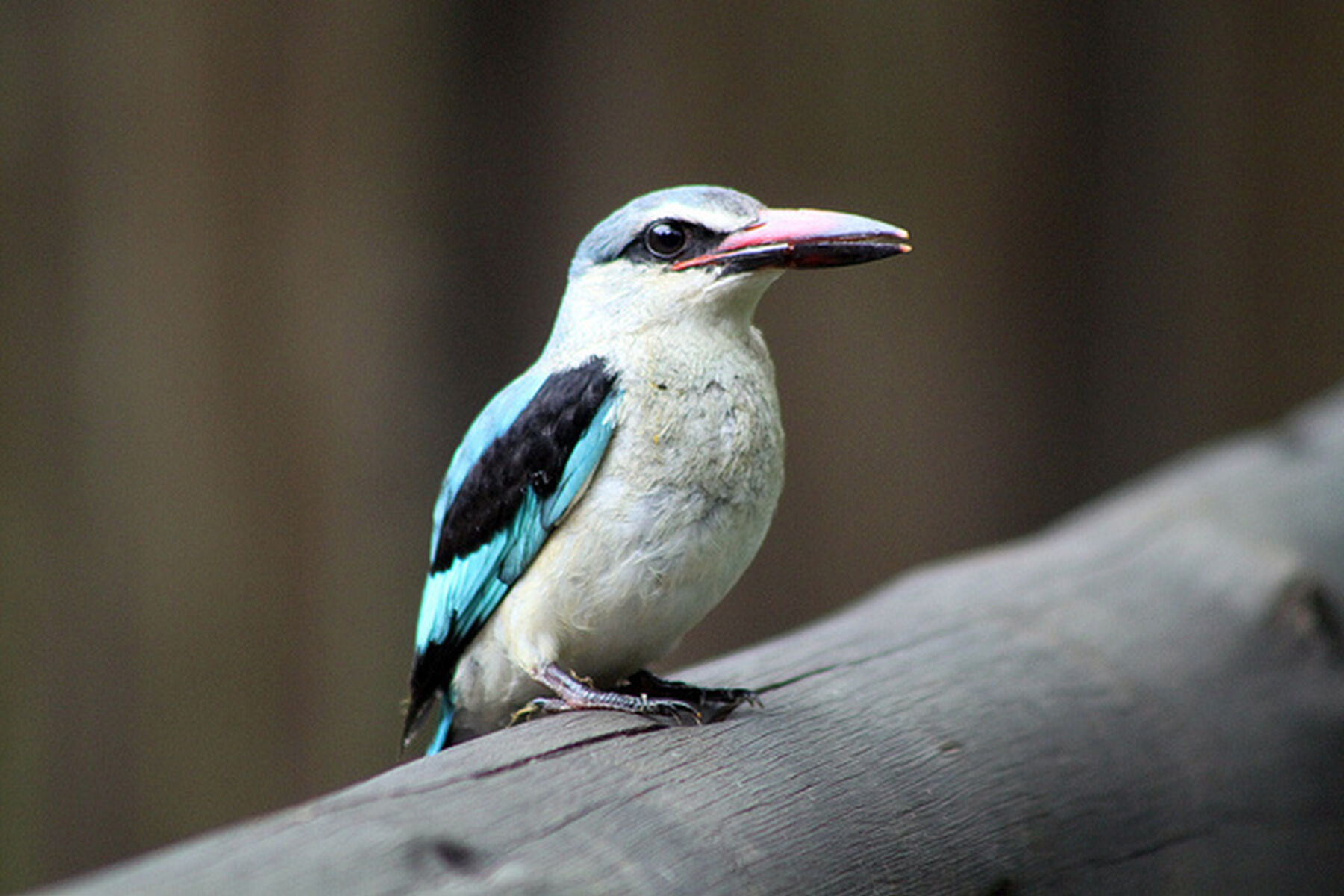 Woodland Kingfisher