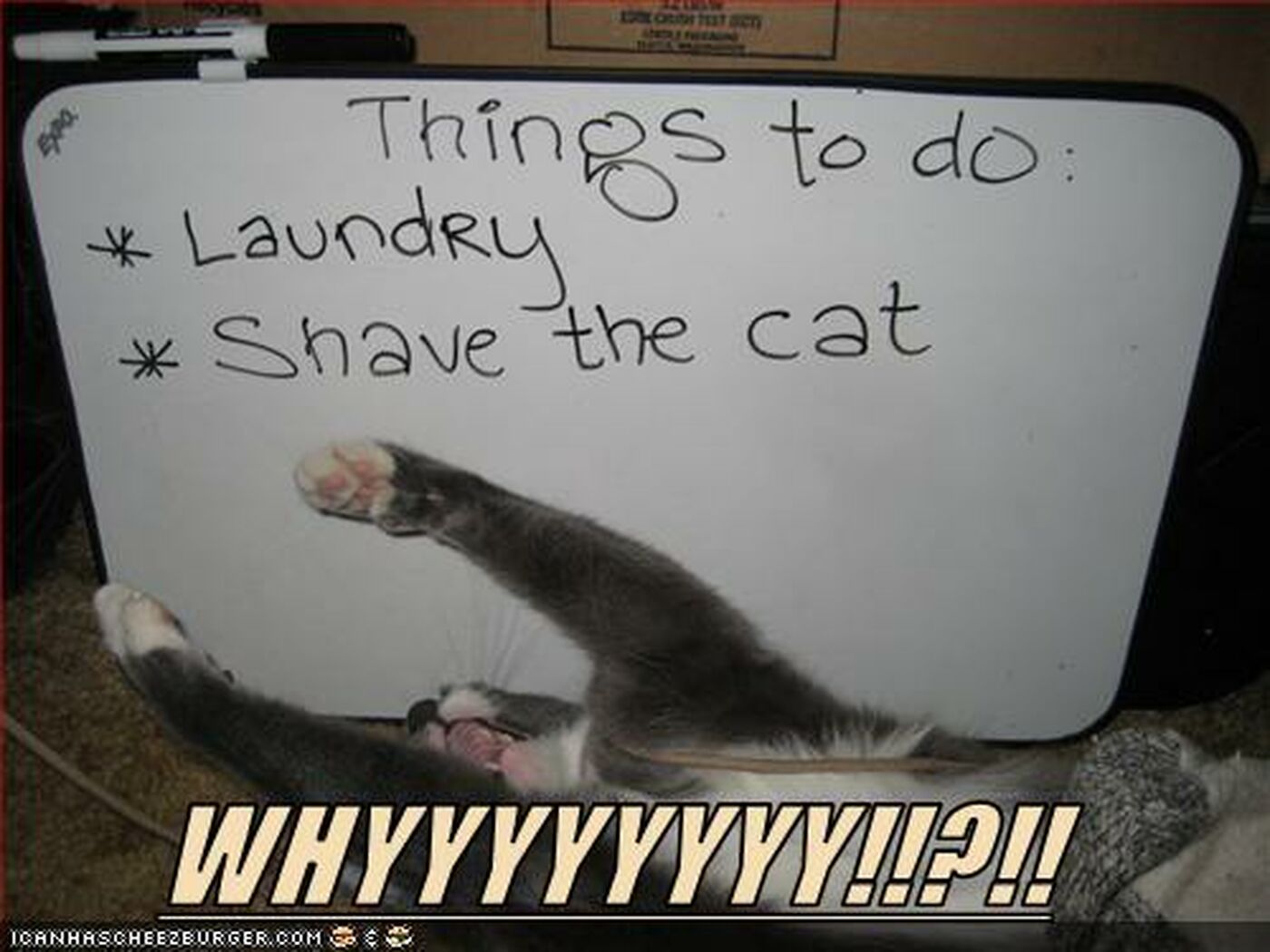 Cat Does Not Like Your To Do List 1