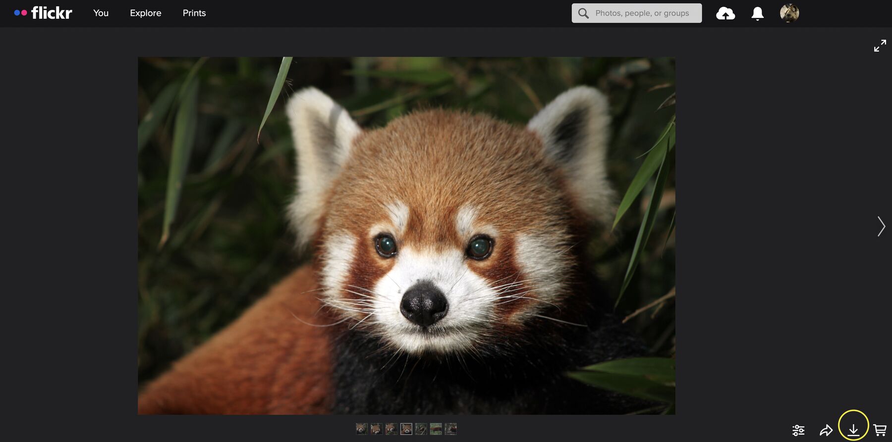 Screenshot of the Flow Flickr account with a Red Panda