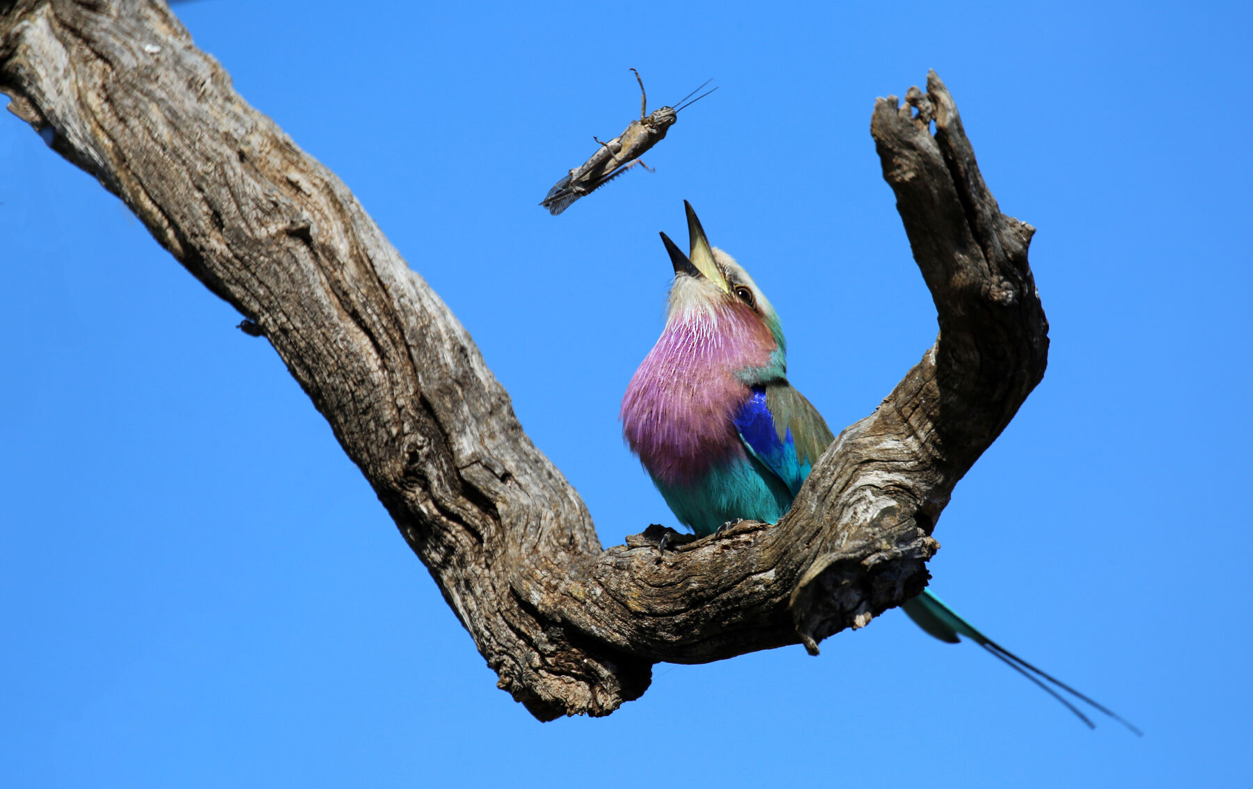 lilac breasted roller