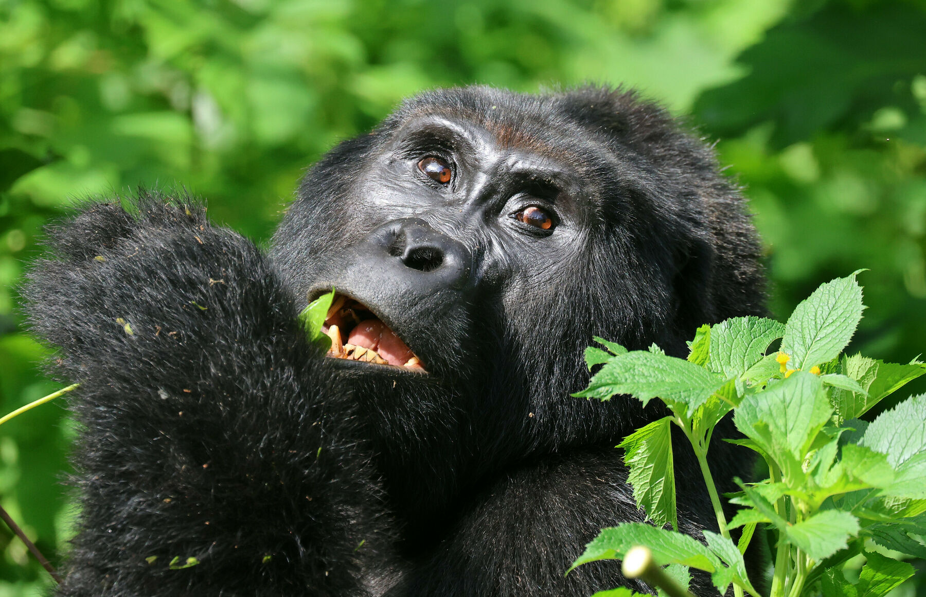 Gorilla Uganda