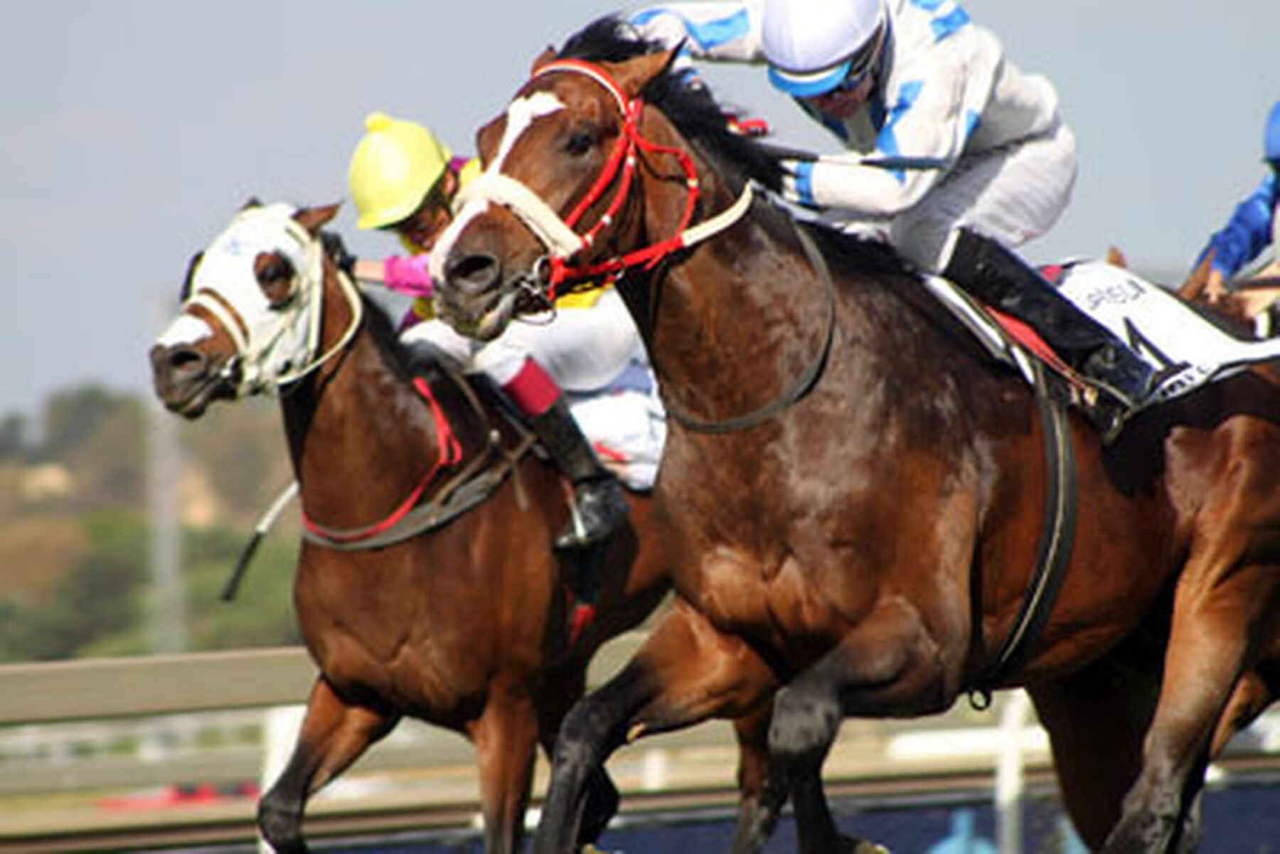 Horses Racing 1