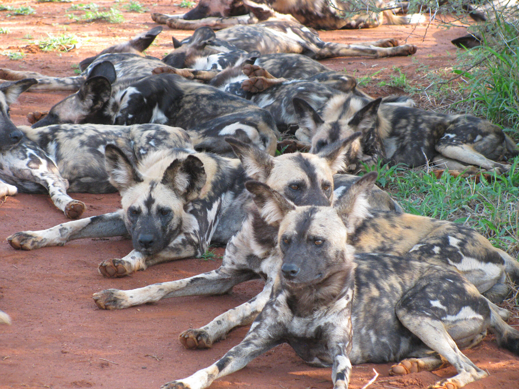 J Lodge Wild Dog