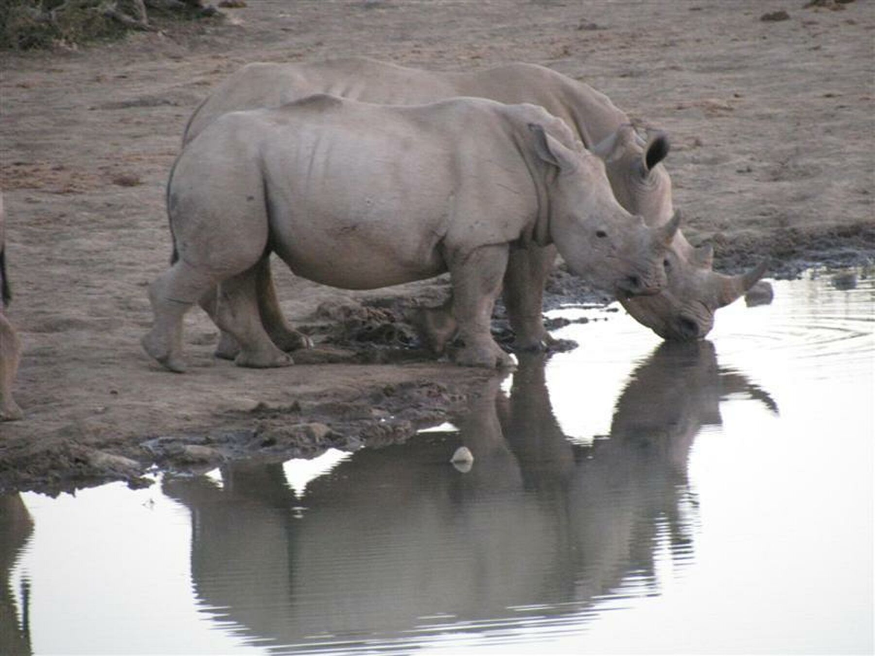 J Lodge Rhinos Drinking Water
