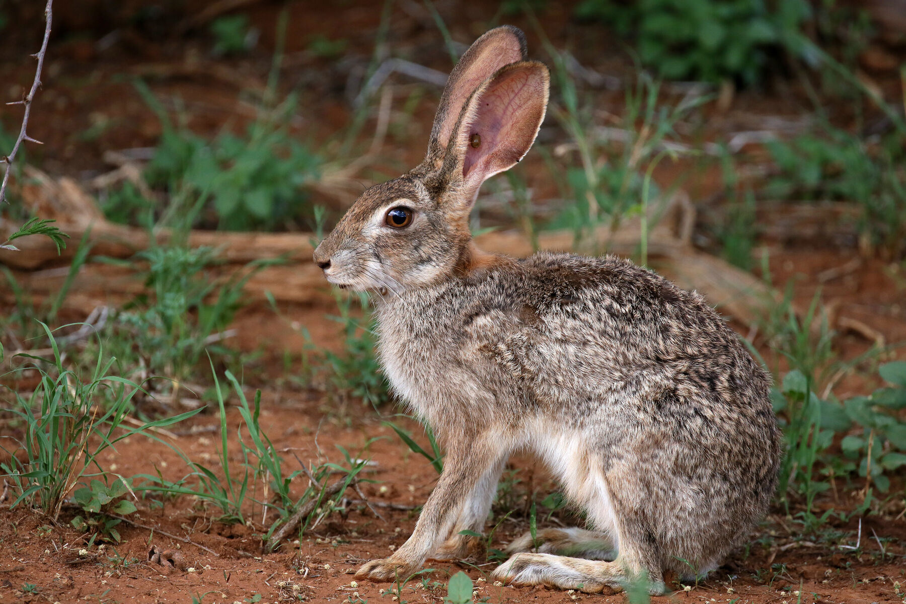 Mosetlha eco-lodge hare