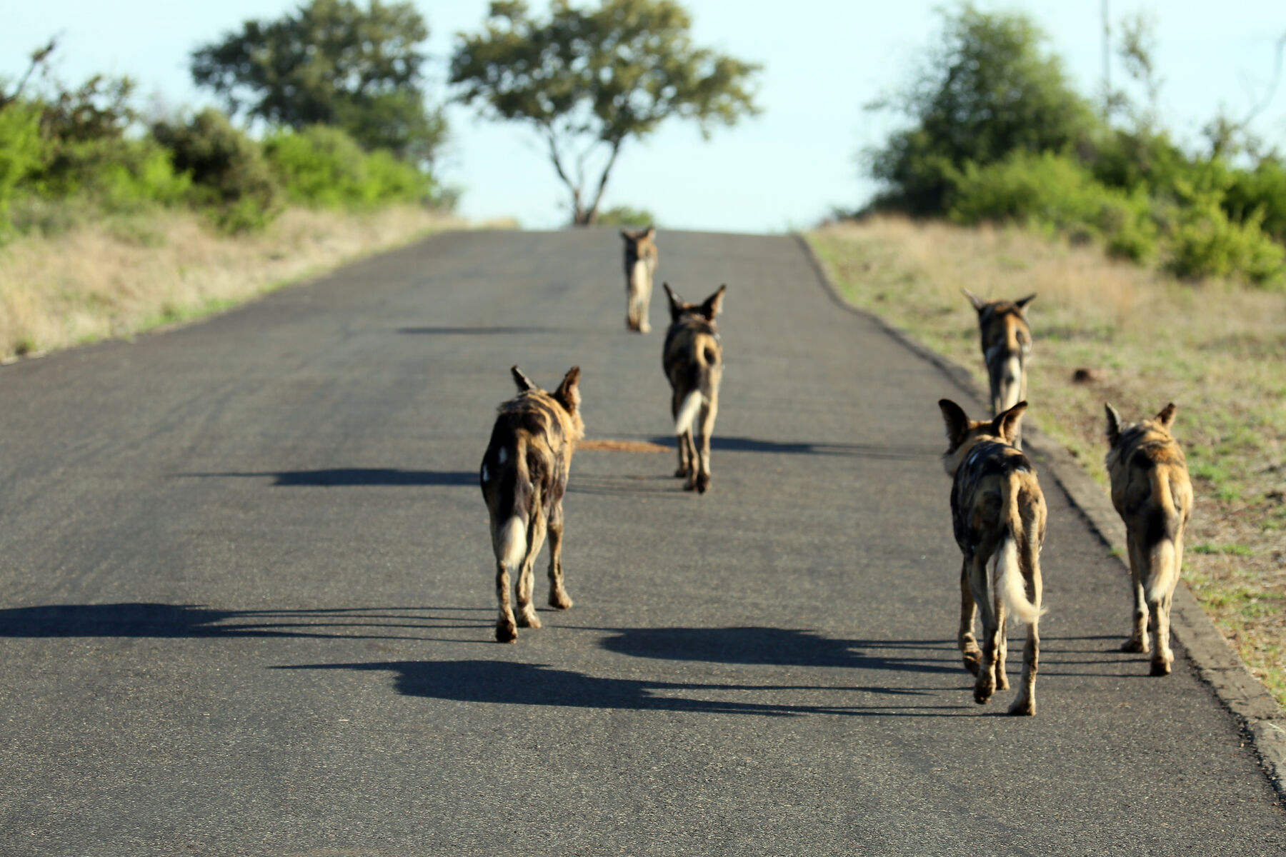 Mosetlha wild dogs