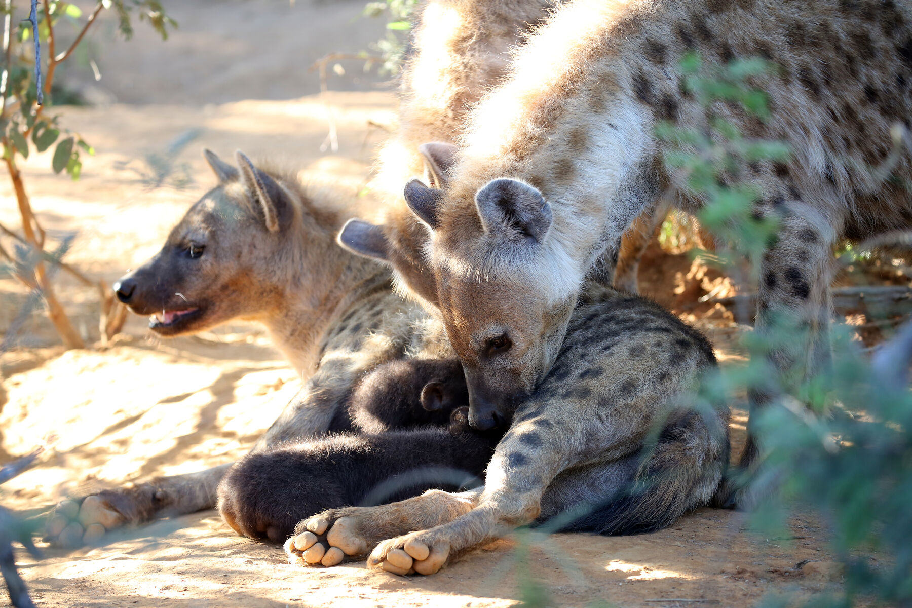 Mosetlha spotted hyenas