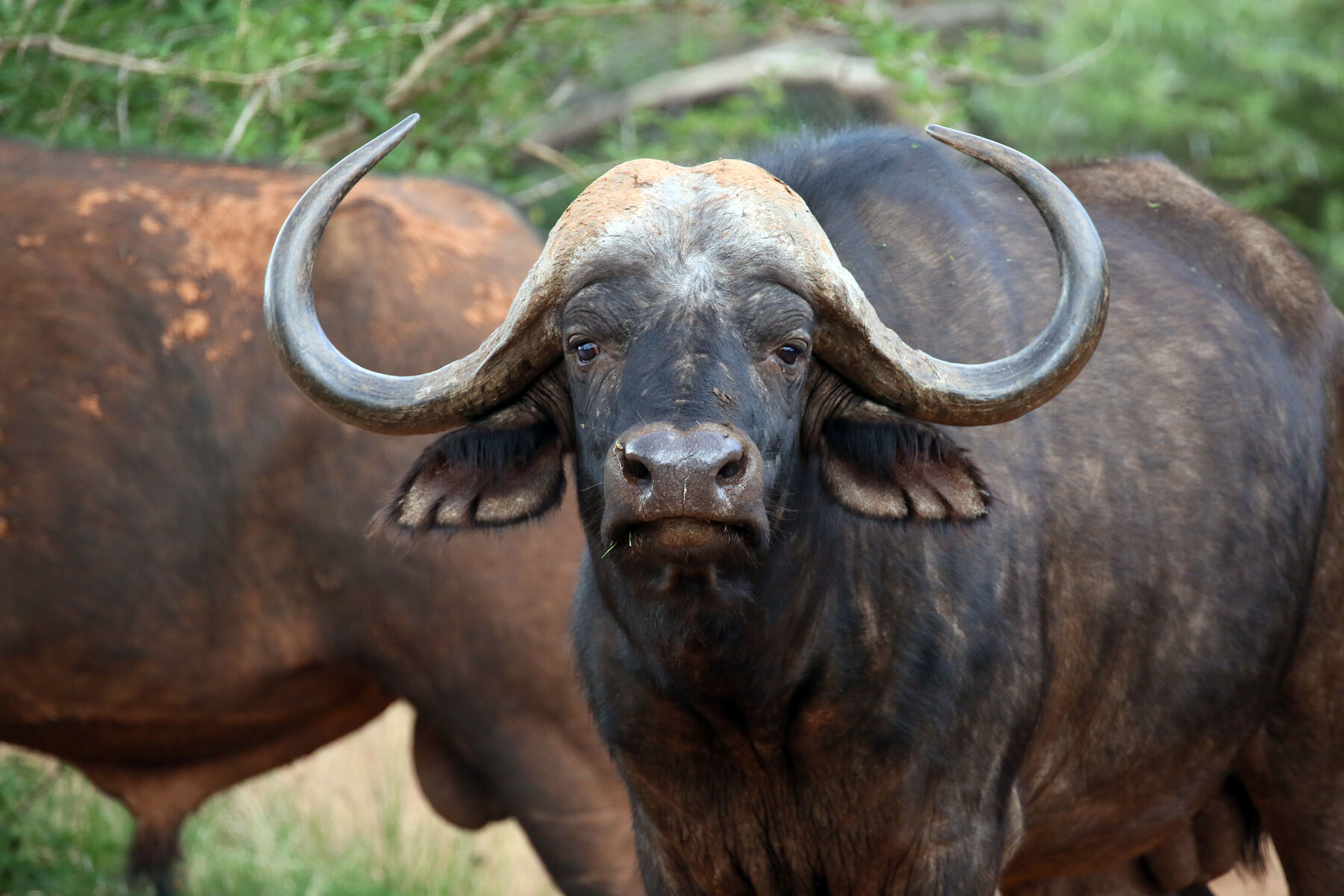 Mosetlha buffalo