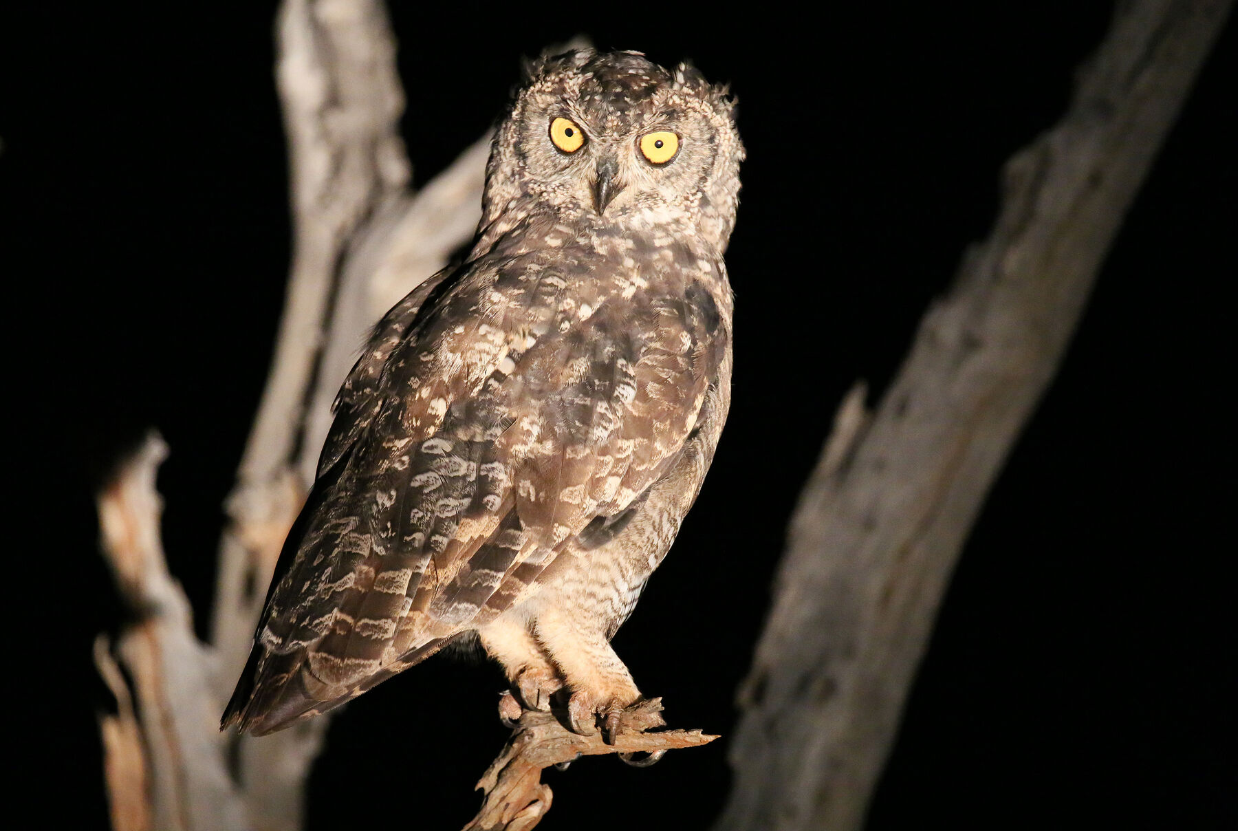Mosetlha spotted eagle owl