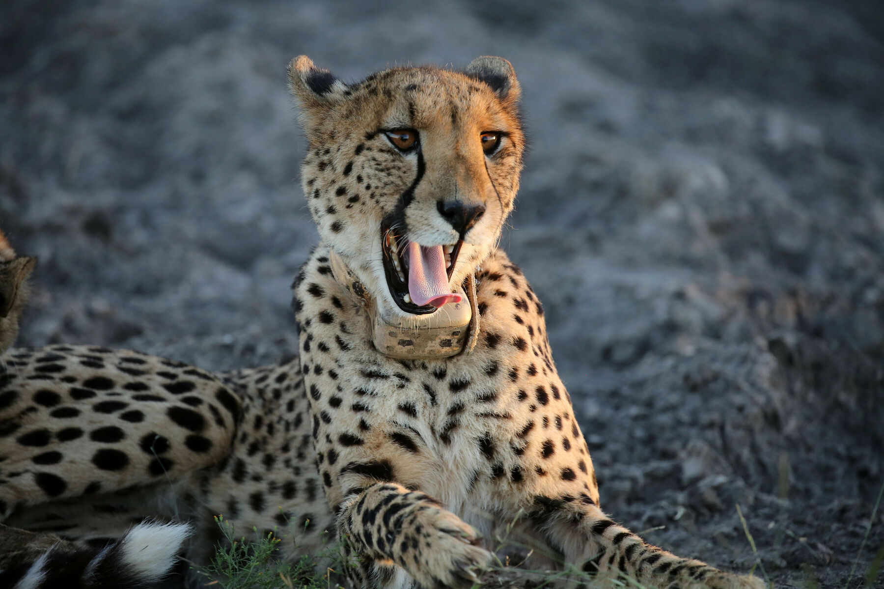 Madikwe cheetah