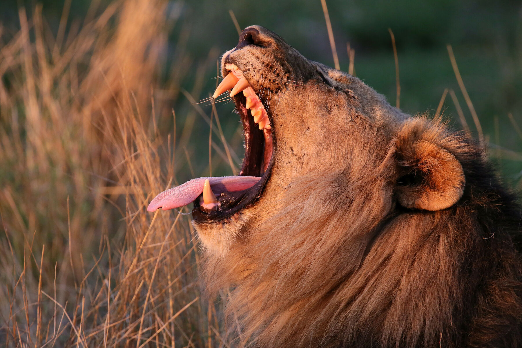 Lion yawning Madikwe