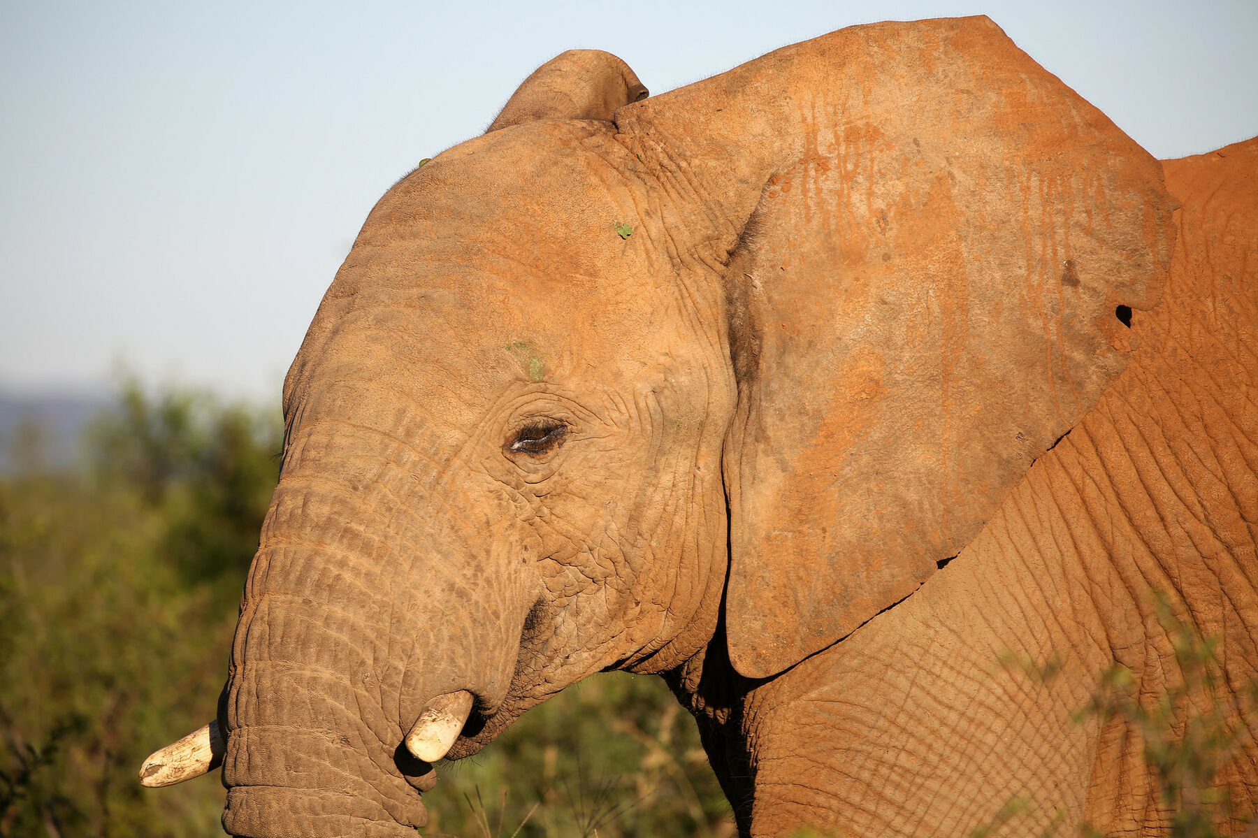 Elephant