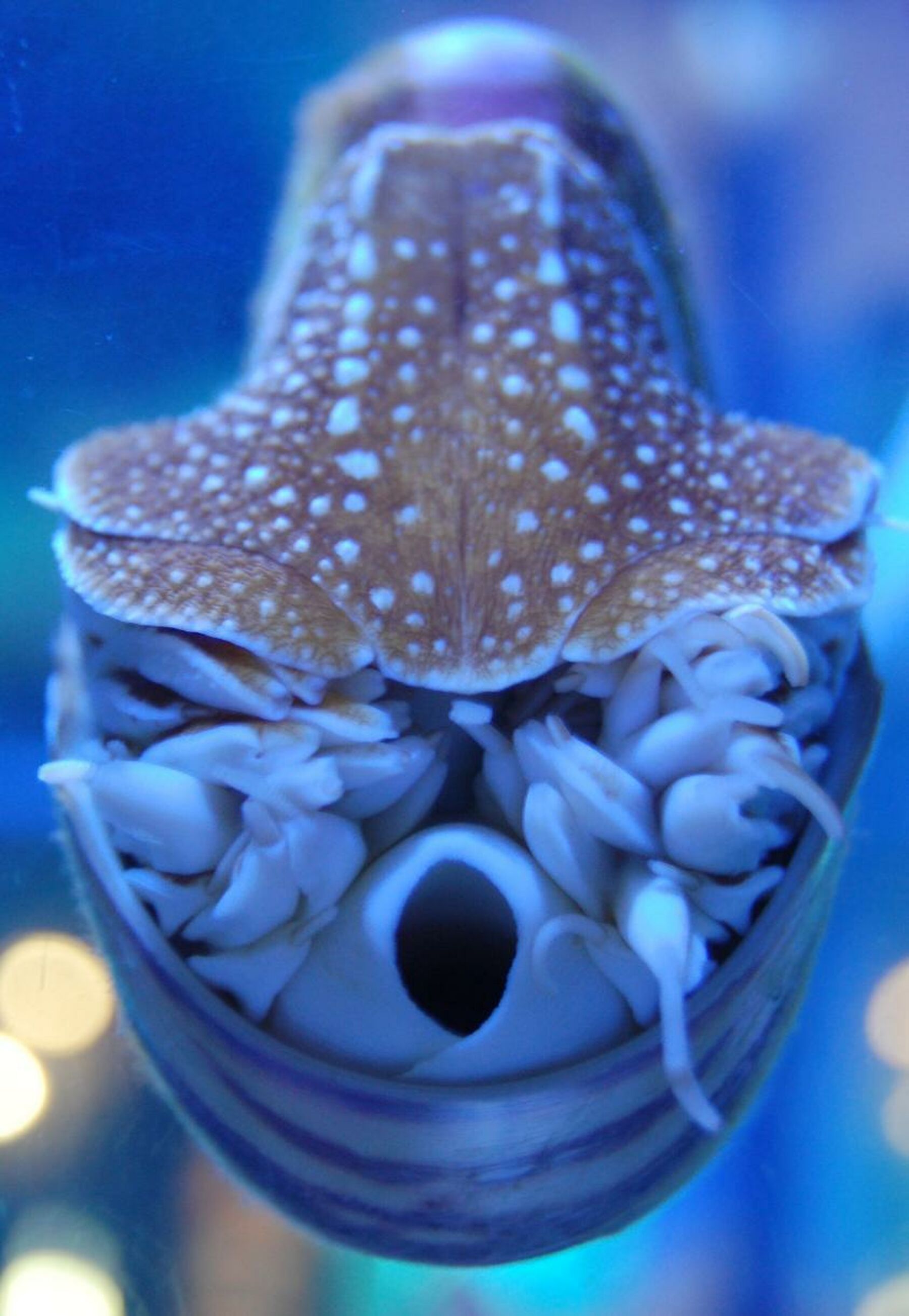 Admin Fish
