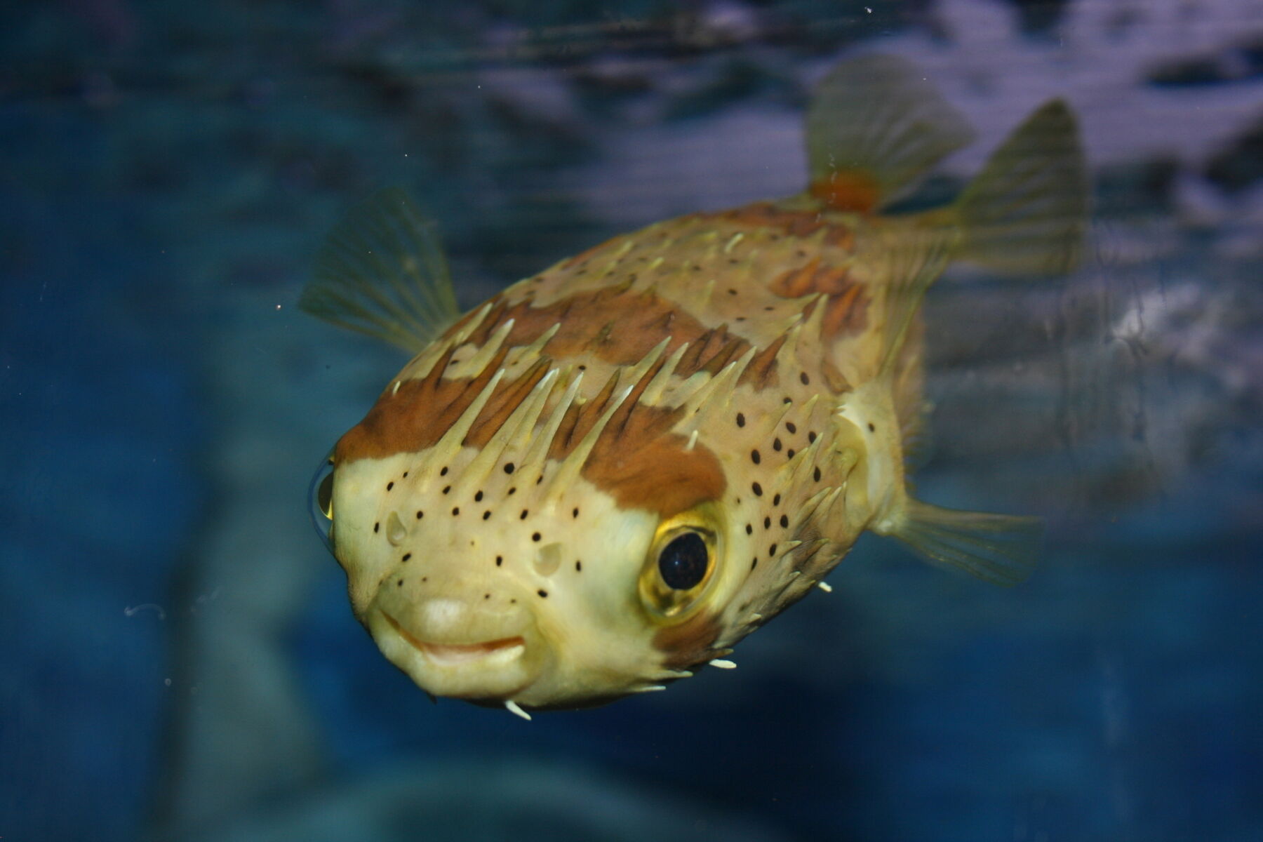 Puffer Best Photo