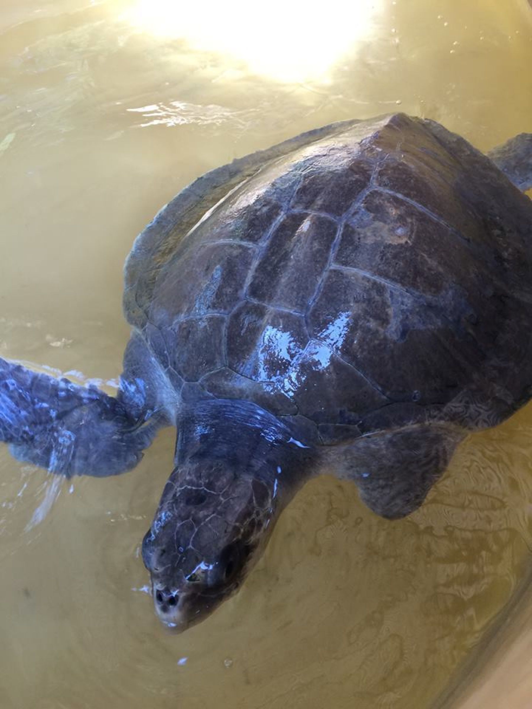 Watamu Turtle