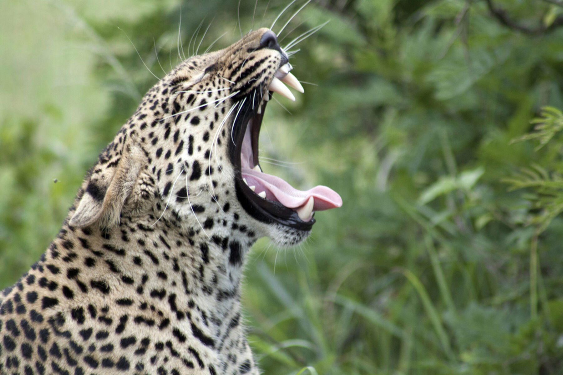 Leopard Yawning