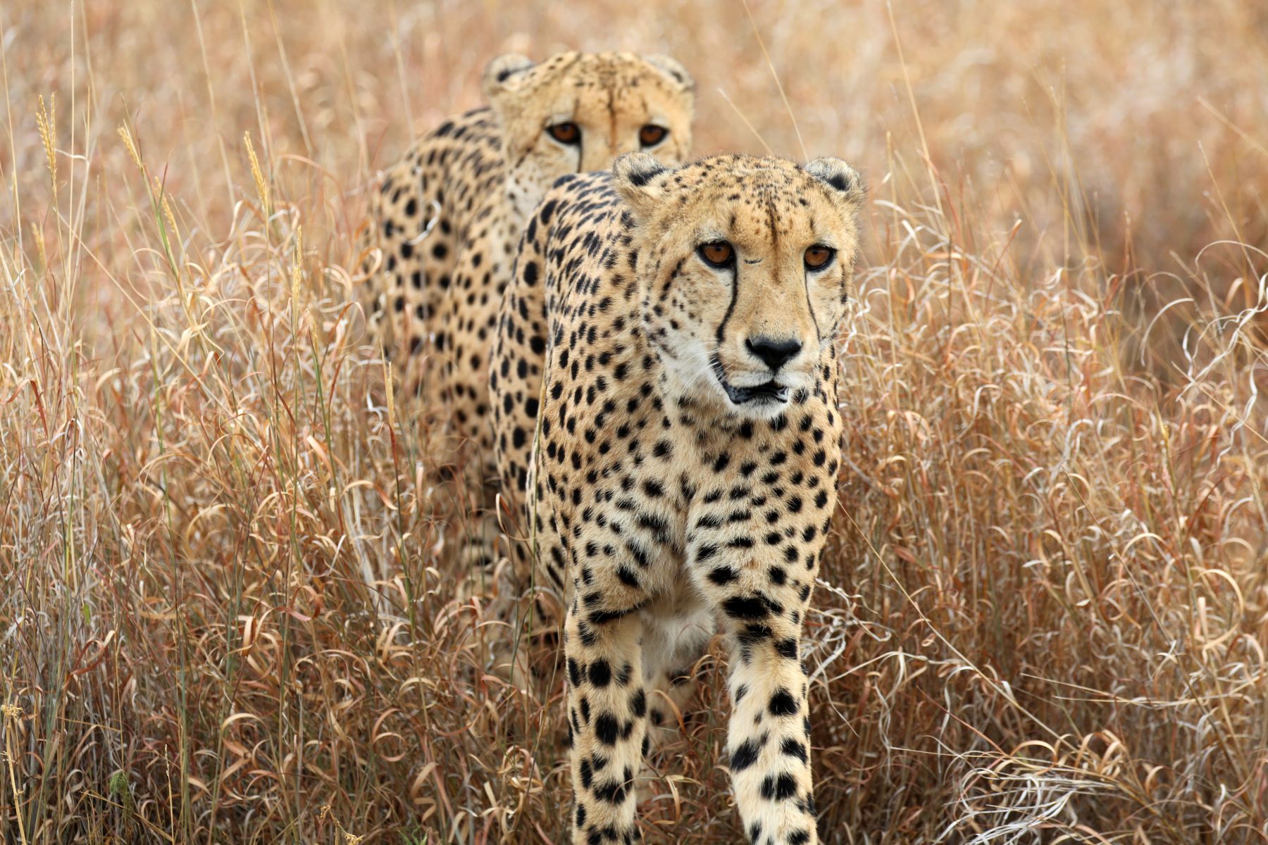 South Africa Cheetahs