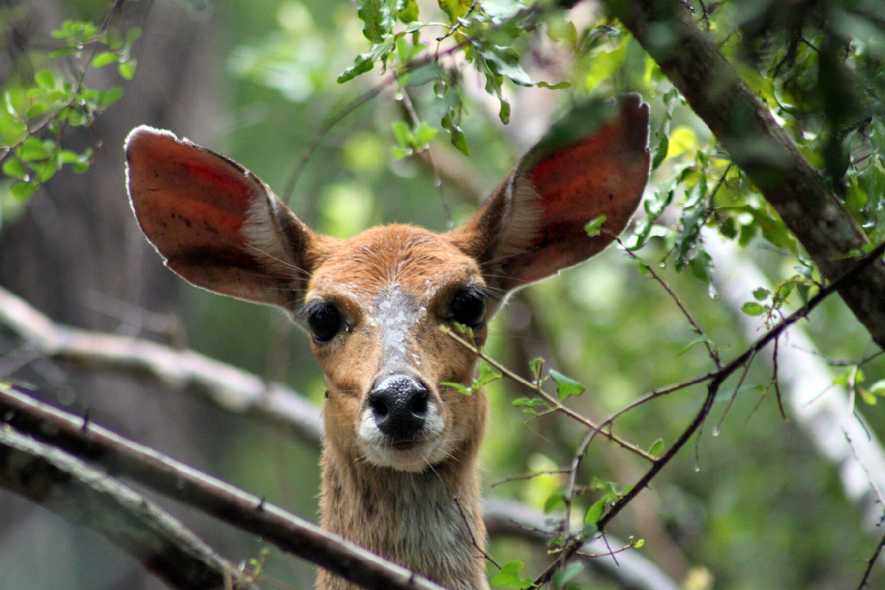 Bushbuck