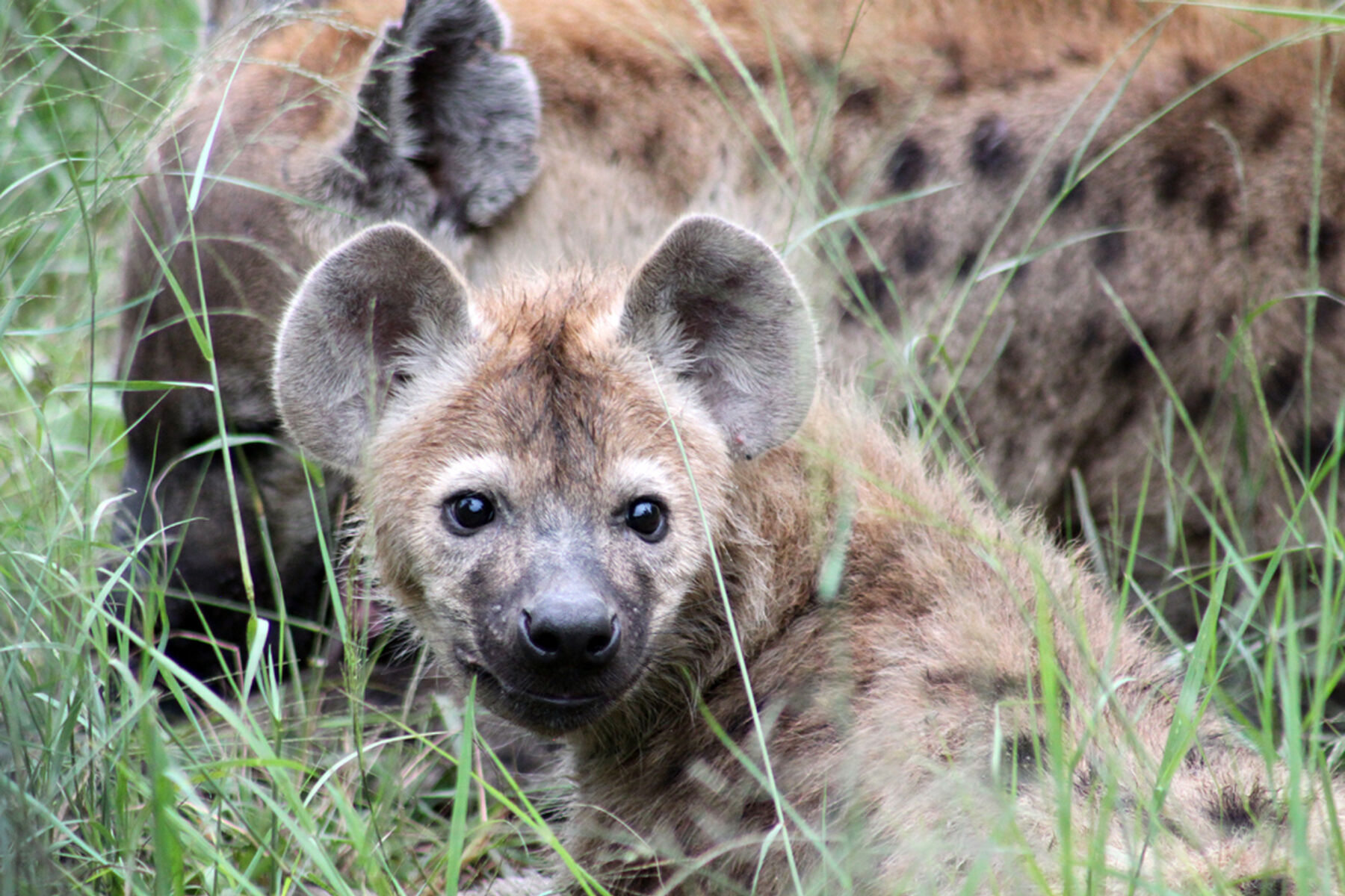 Baby Hyena