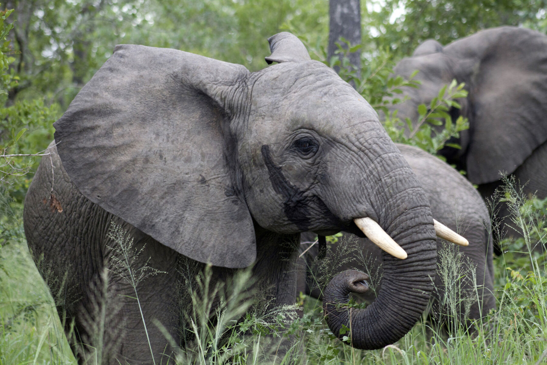 Elephant 1