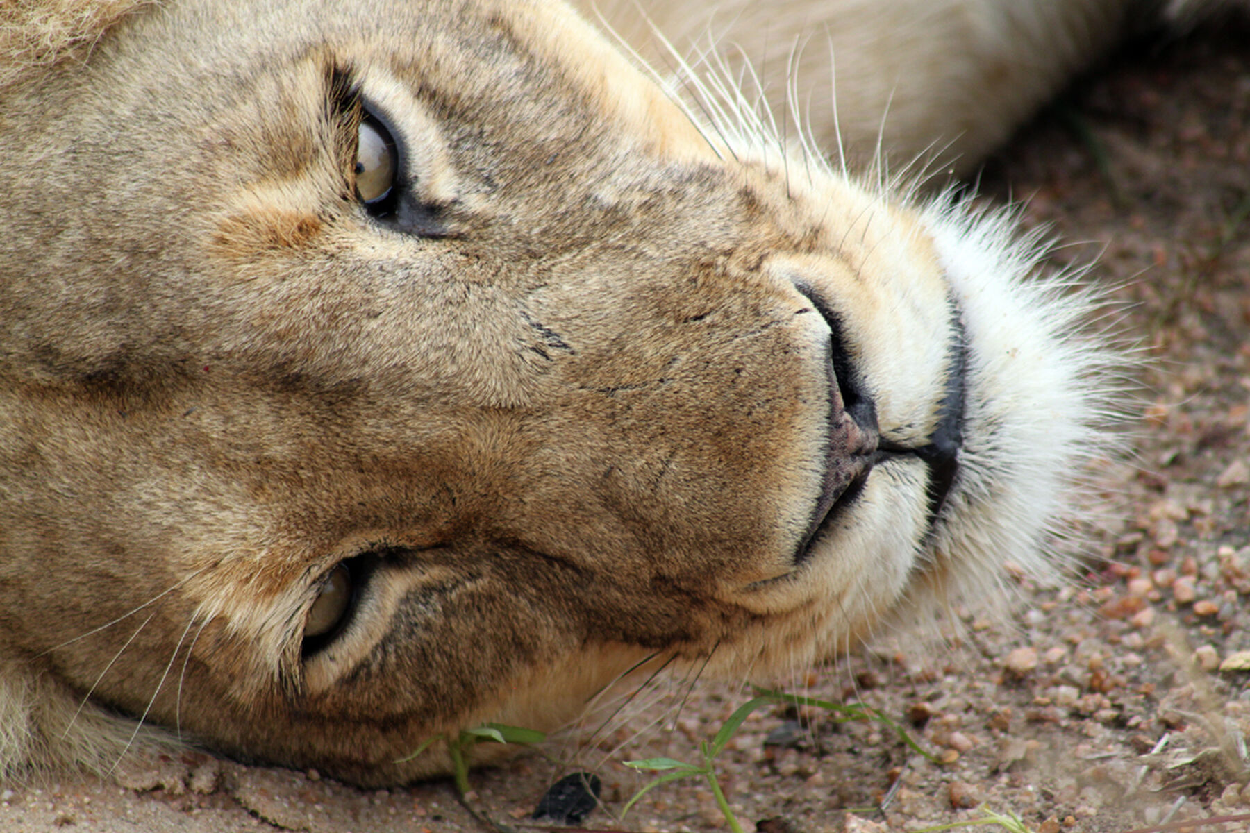 Lions 28