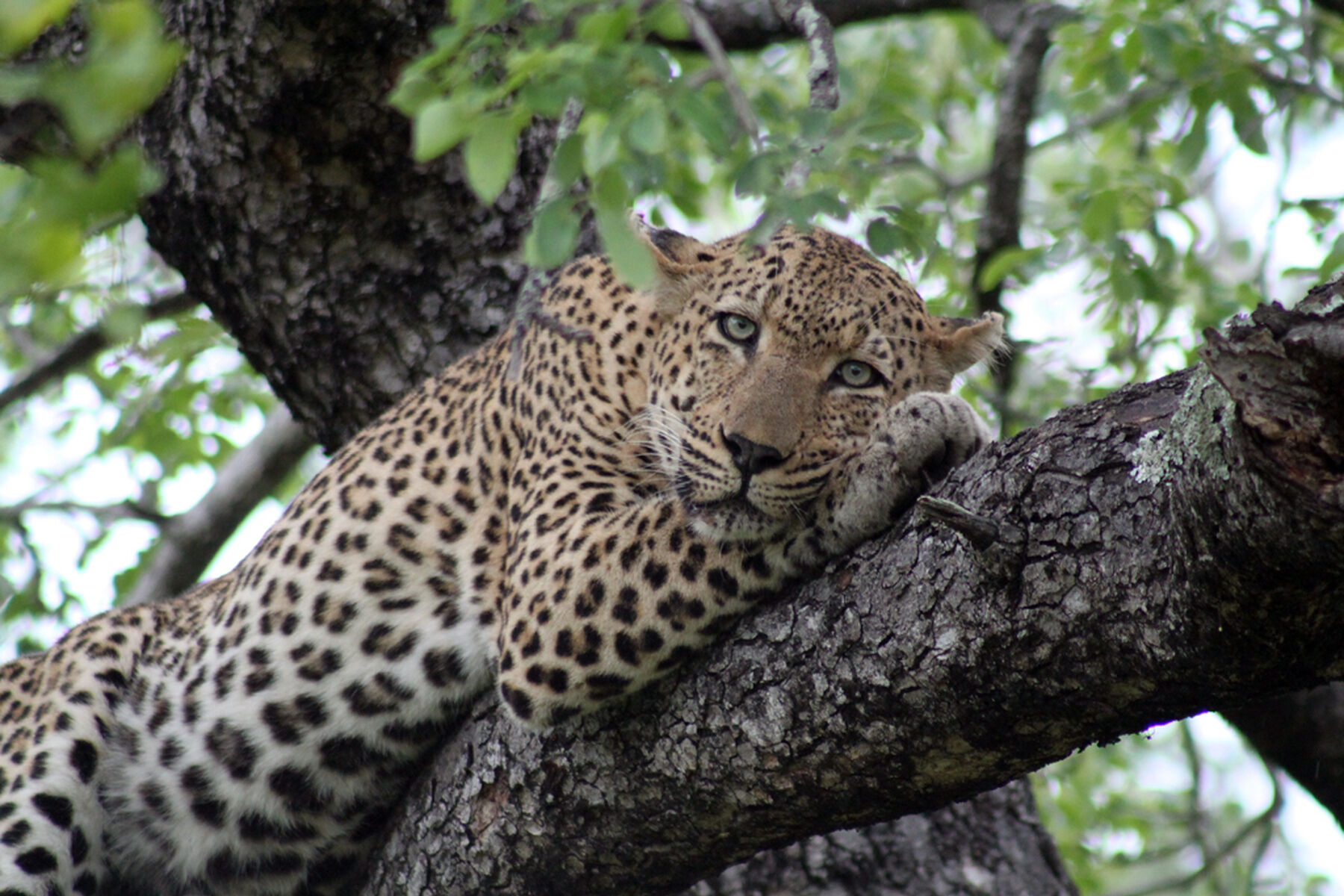 Leopard In Tree