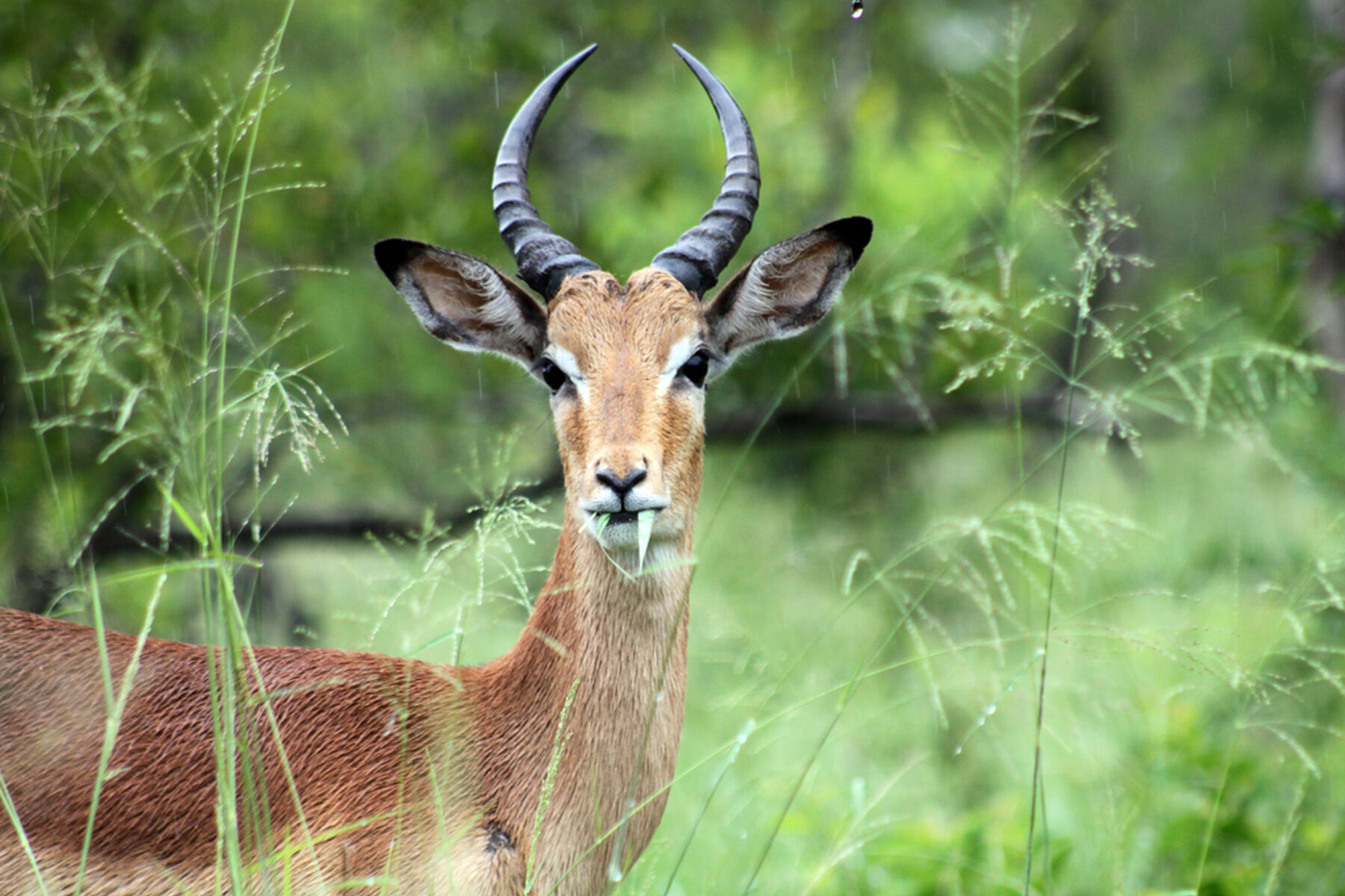 Impala In The Grass