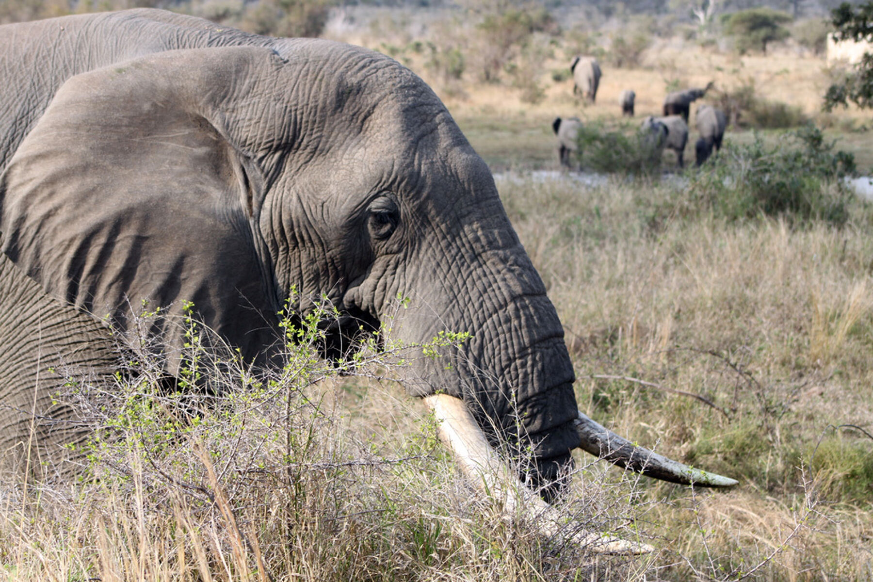 Elephants Feeding
