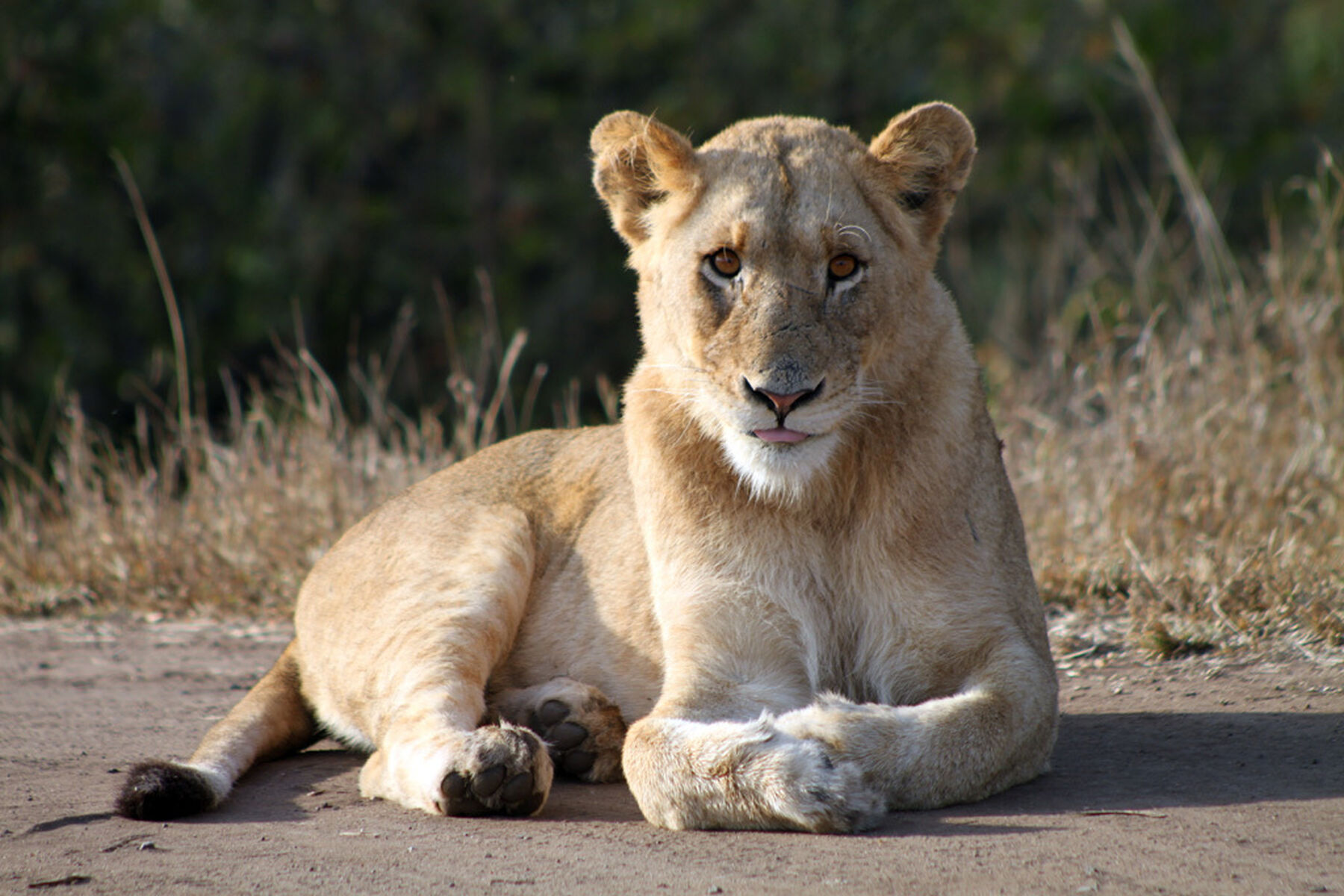 Lionness