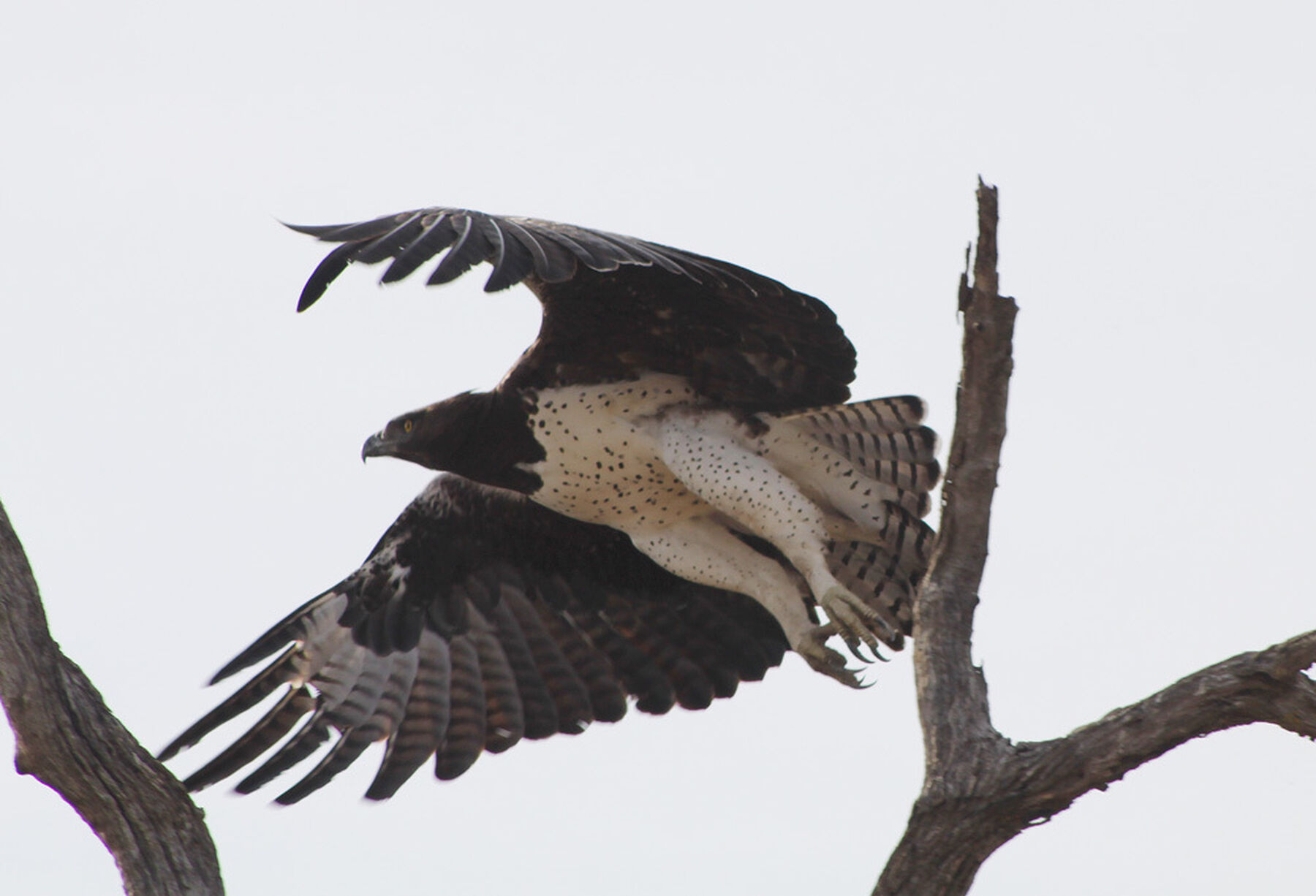 Marshall Eagle