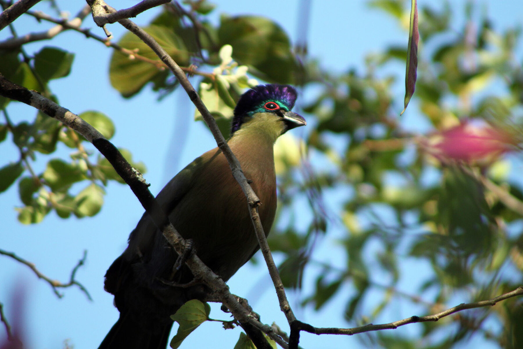 Purple Crested Turaco Kruger National Park