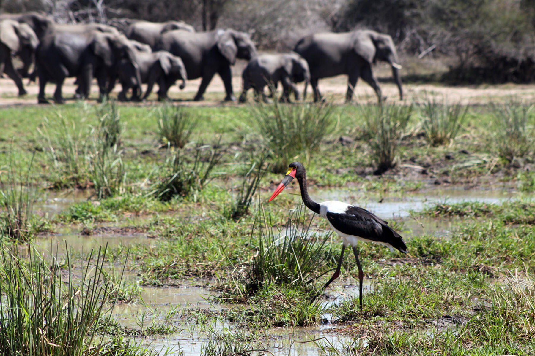Saddle Billed Stork And Elephants