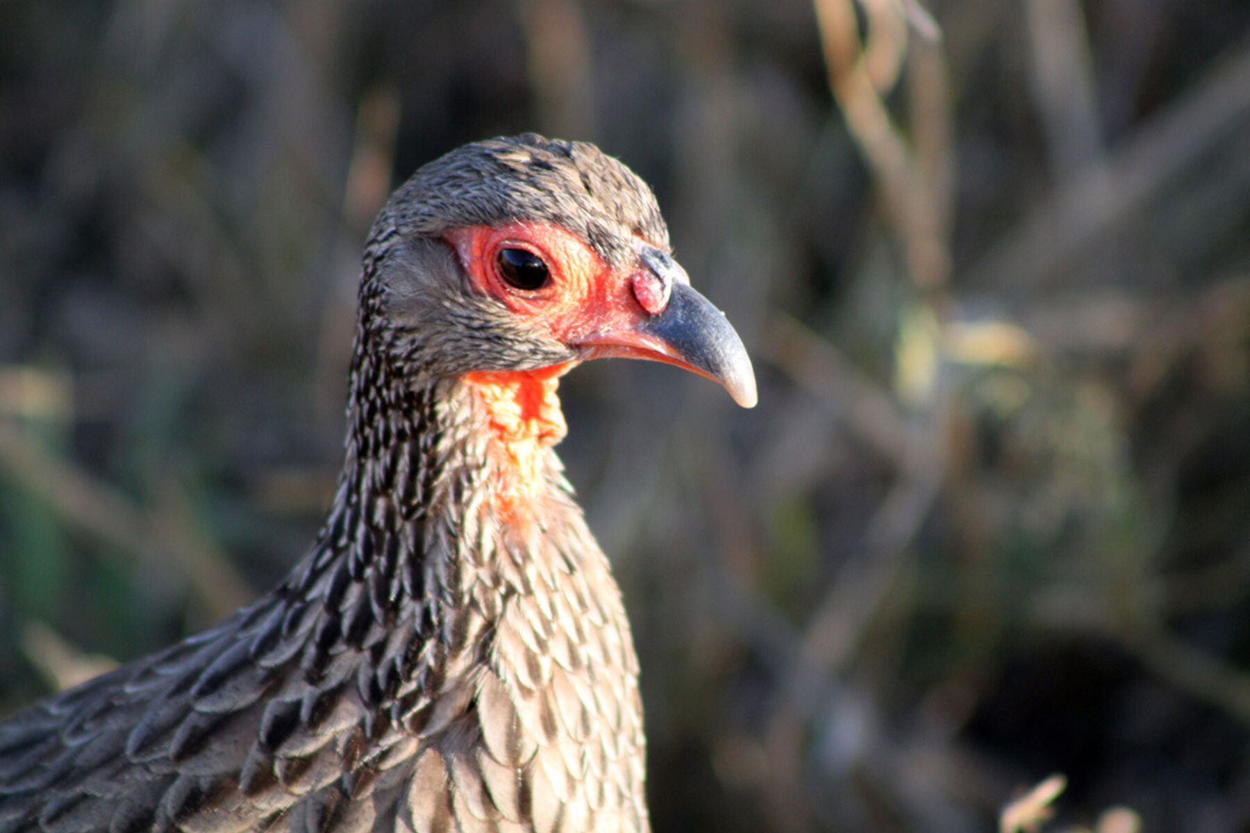 Swainsons Spurfowl Kruger National Park