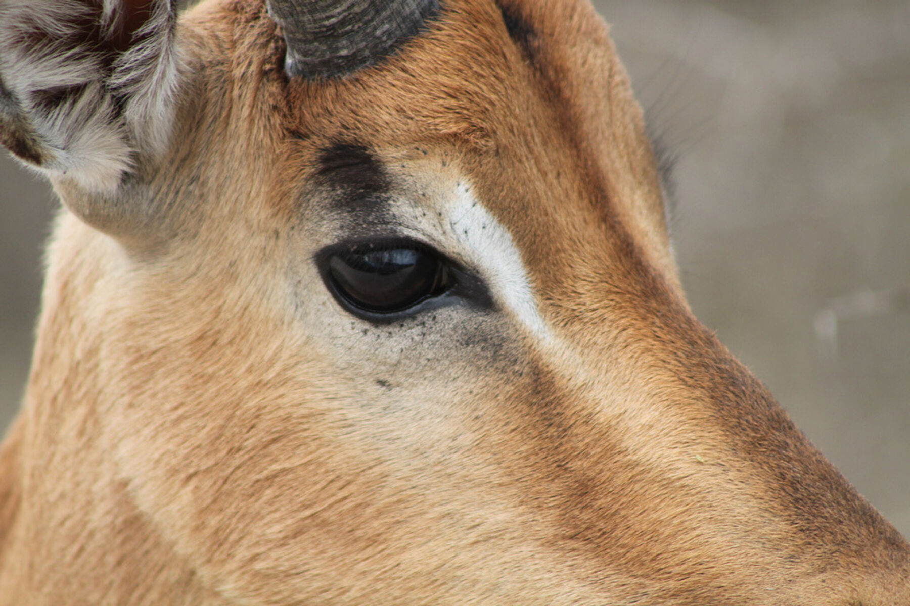 Impala Eye 1