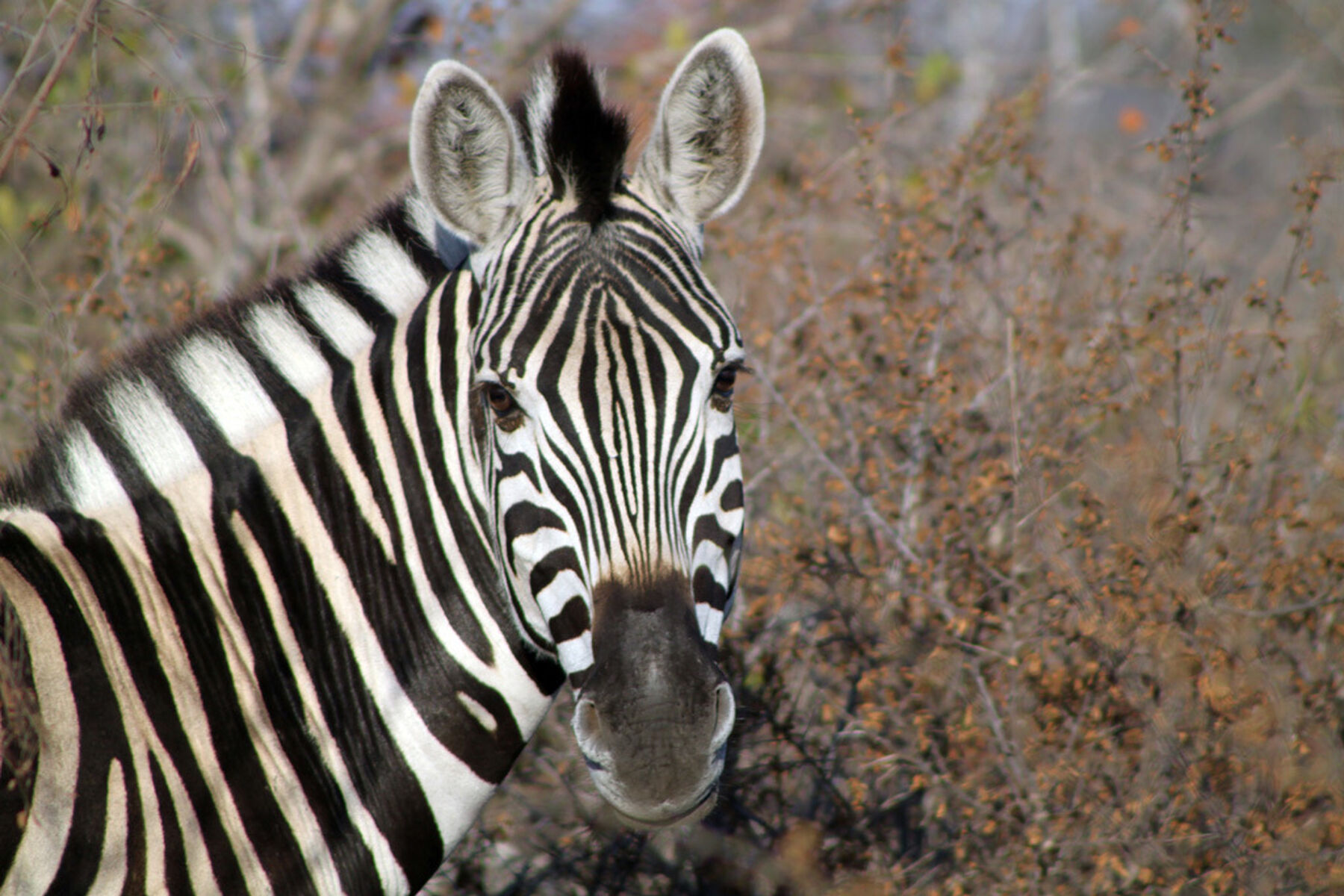 Zebra Kruger National Park South Africa