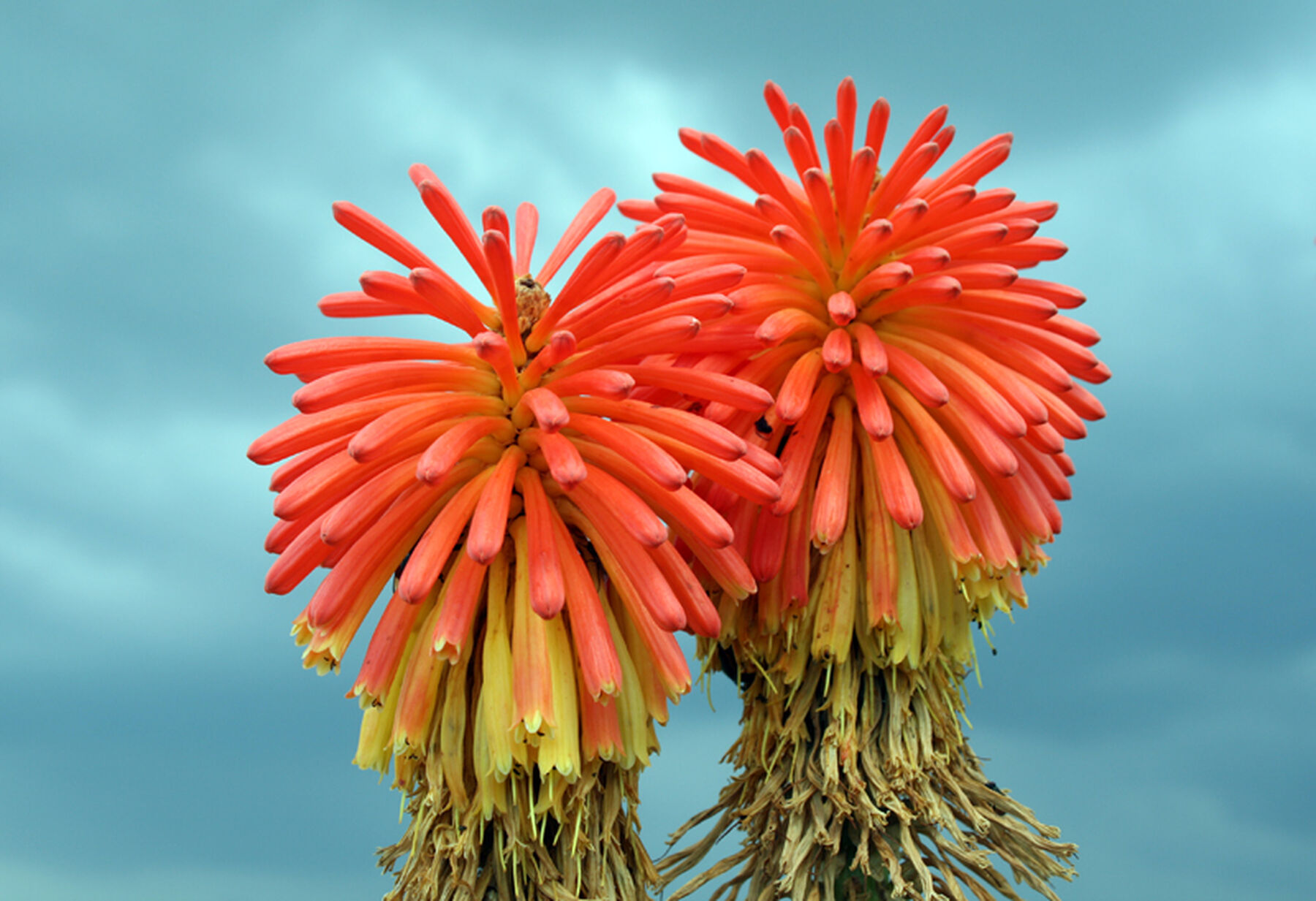 Kniphofia uvaria, commonly known as red hot pokers