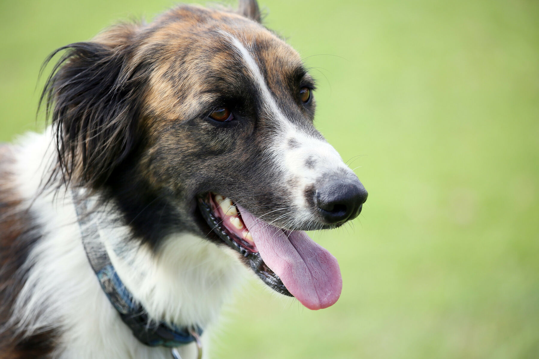 Dog, Johannesburg