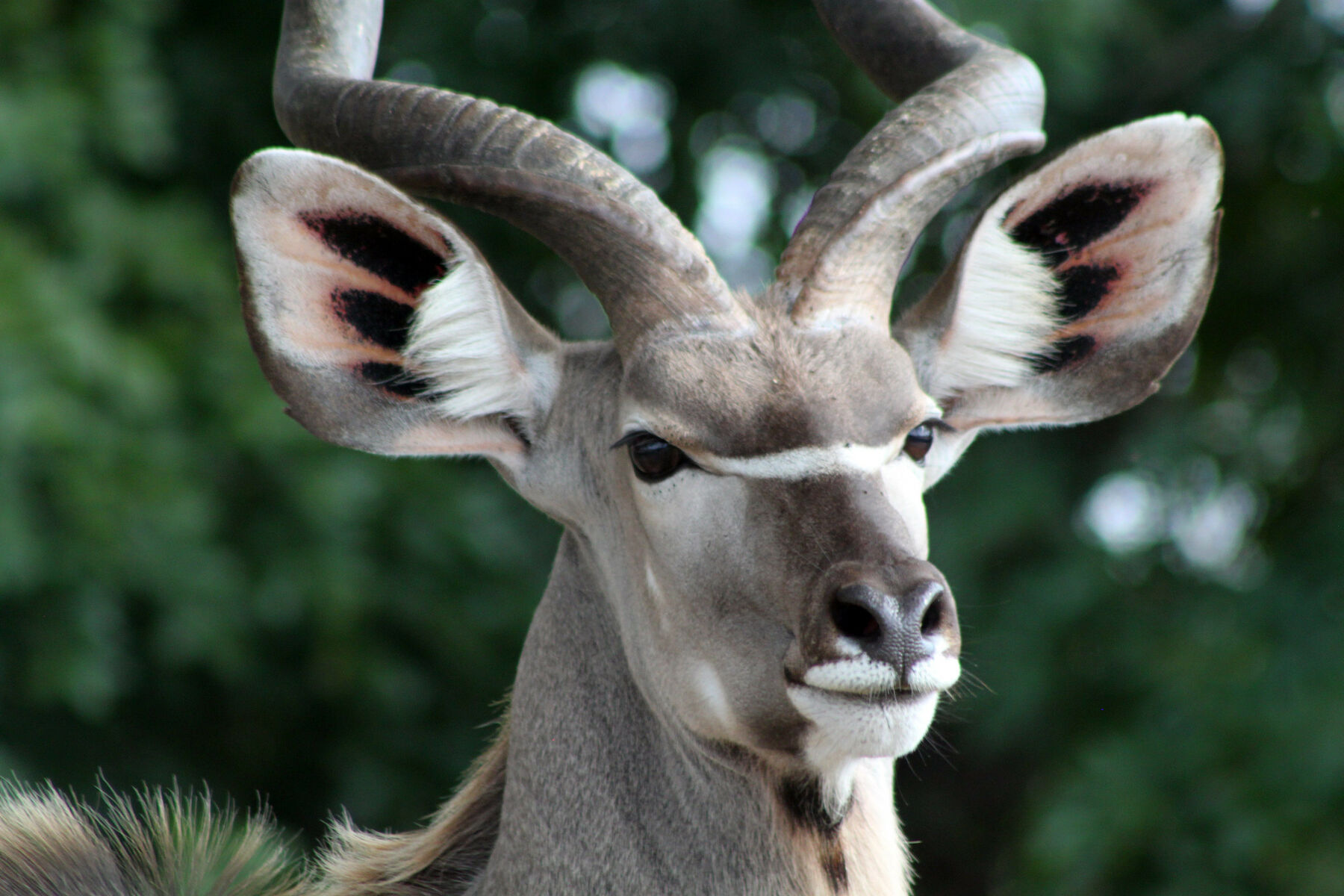 Kudu bull, Kruger National Park, South Africa