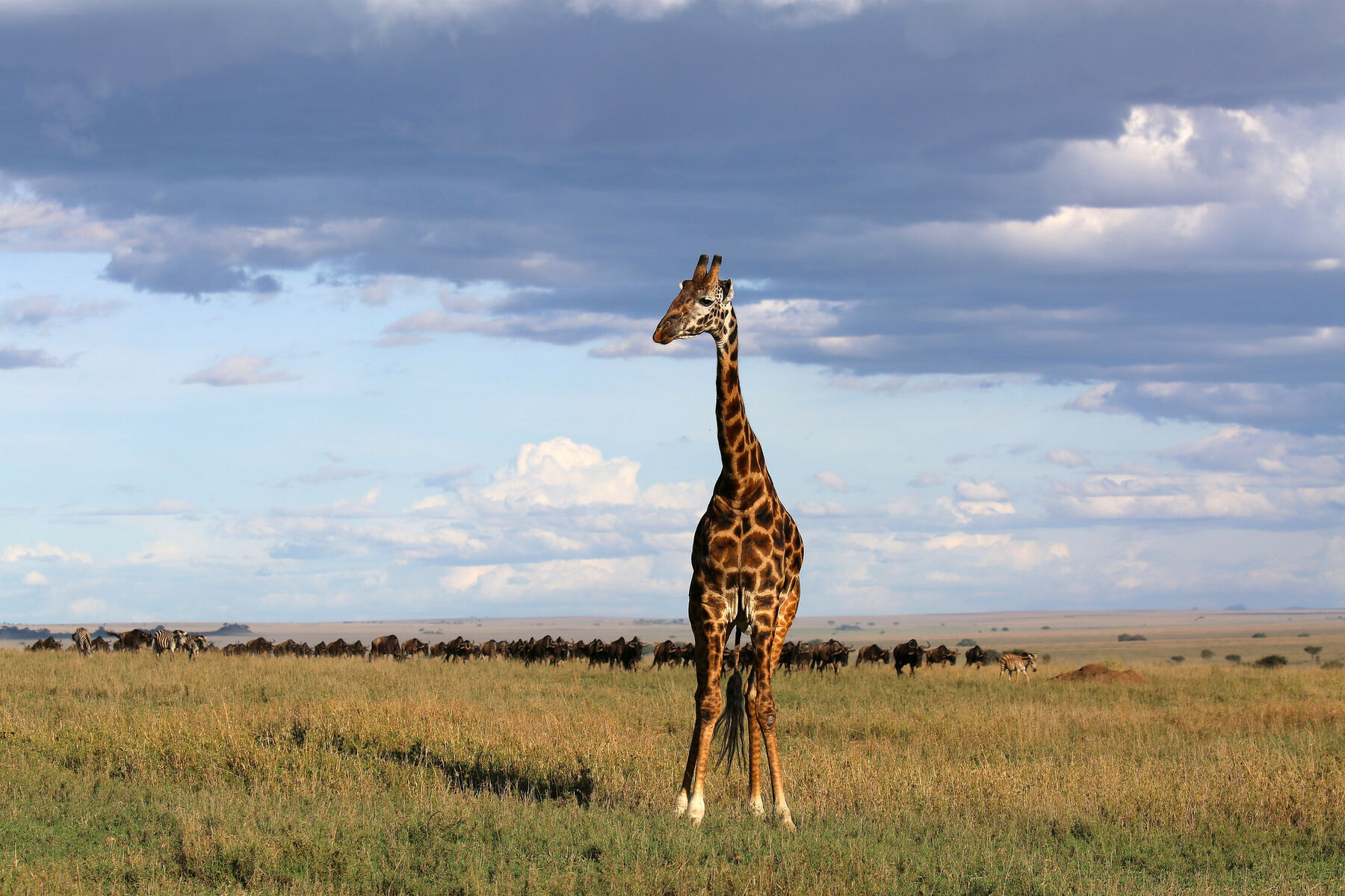 Giraffe and wildebeest, Serengeti National Park